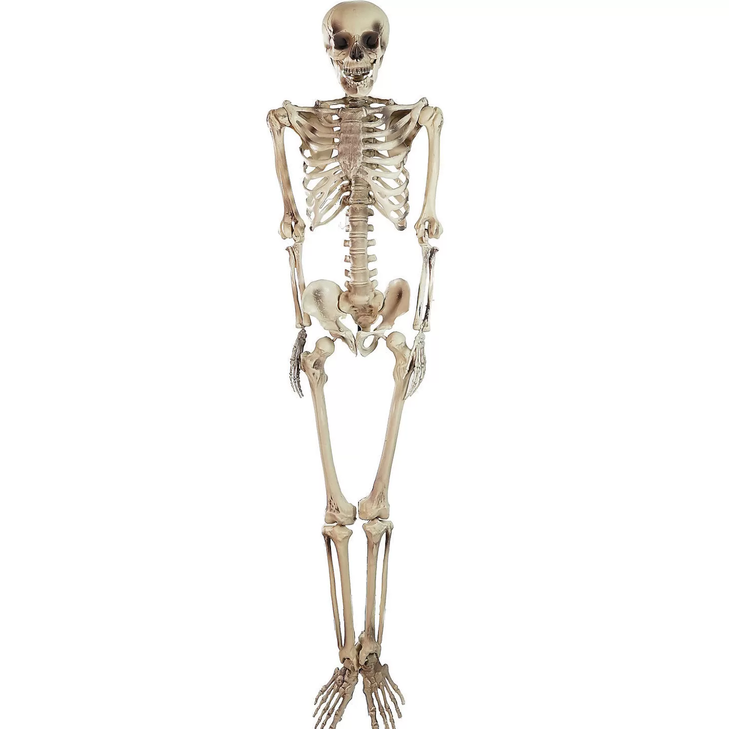 New Northlight 5' Life Size Skeleton Halloween Decoration Skulls & Skeletons