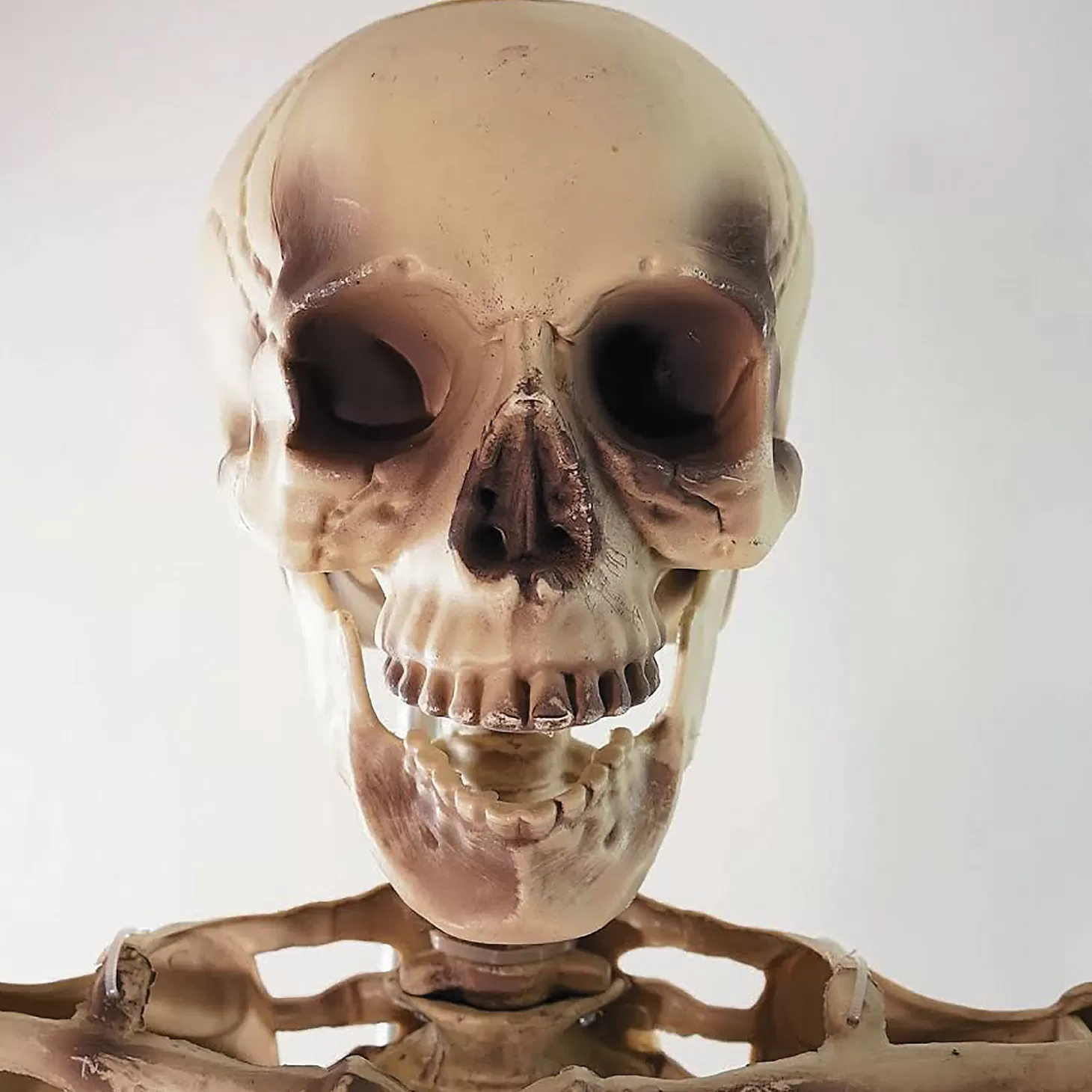 New Northlight 5' Life Size Skeleton Halloween Decoration Skulls & Skeletons